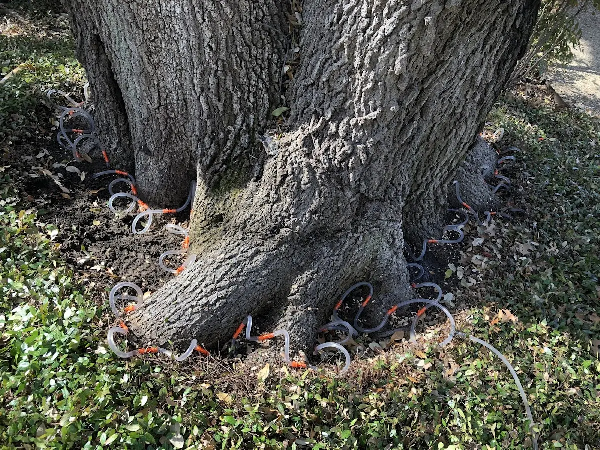 Detailed Tree Cabling and Bracing job site in Grubbs