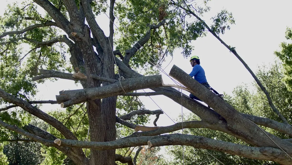 Professional Crown Thinning performed by certified arborists in Grubbs