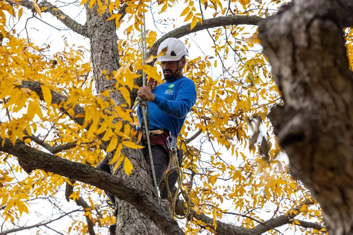 Skilled Tree Trimming crew working in Grubbs